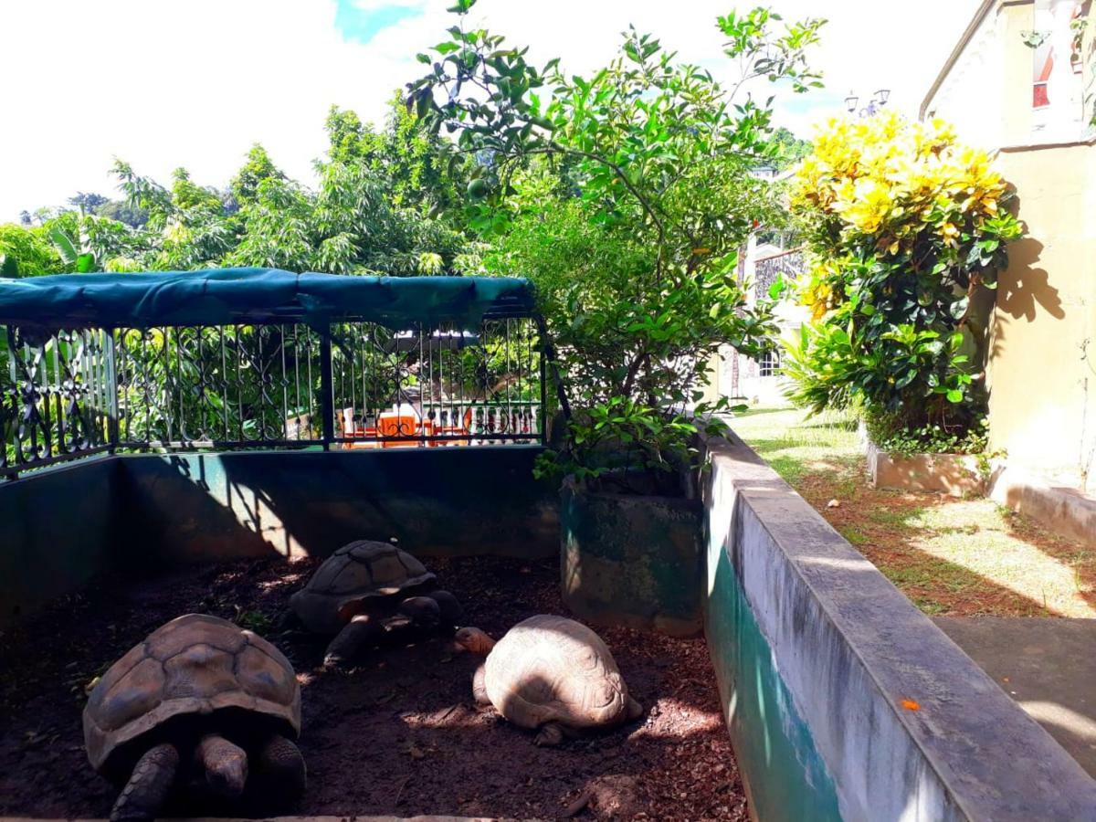 Апартаменты Hibiscus House Seychelles Self Catering Виктория Экстерьер фото